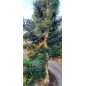 Araucaria Columnaris - 10 graines