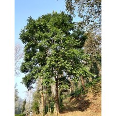 Toona ciliata, arbre tropical au jeune feuillage rouge