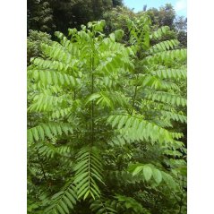 Cedrela odorata, arbre tropical