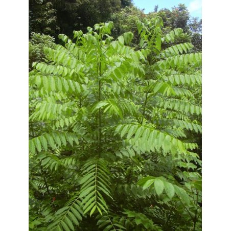 Cedrela odorata, arbre tropical