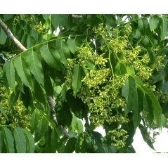 Cedrela odorata - 10 graines