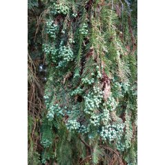 Chamaecyparis lawsoniana, conifère appelé cyprès de Lawson