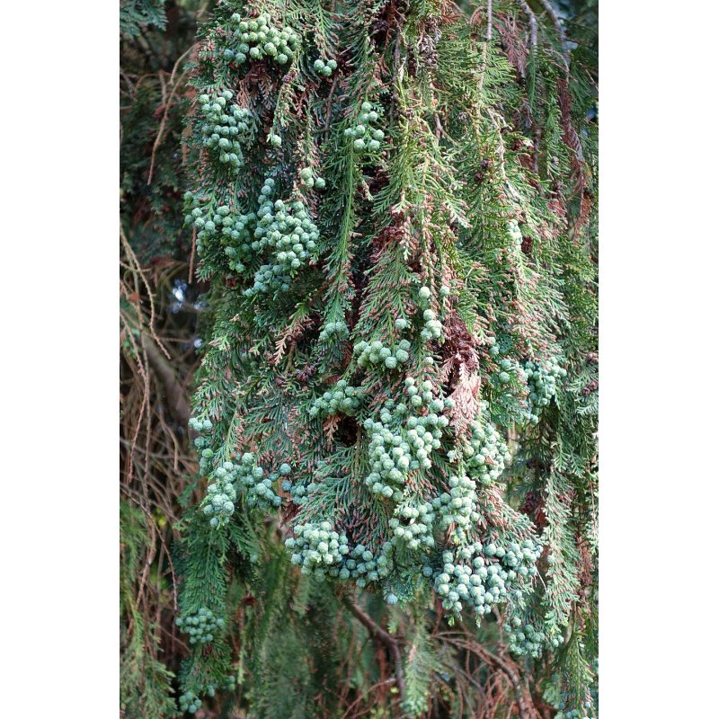 Chamaecyparis Lawsoniana  - 10 graines