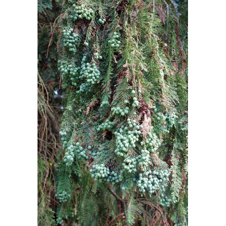 Chamaecyparis lawsoniana, conifère appelé cyprès de Lawson