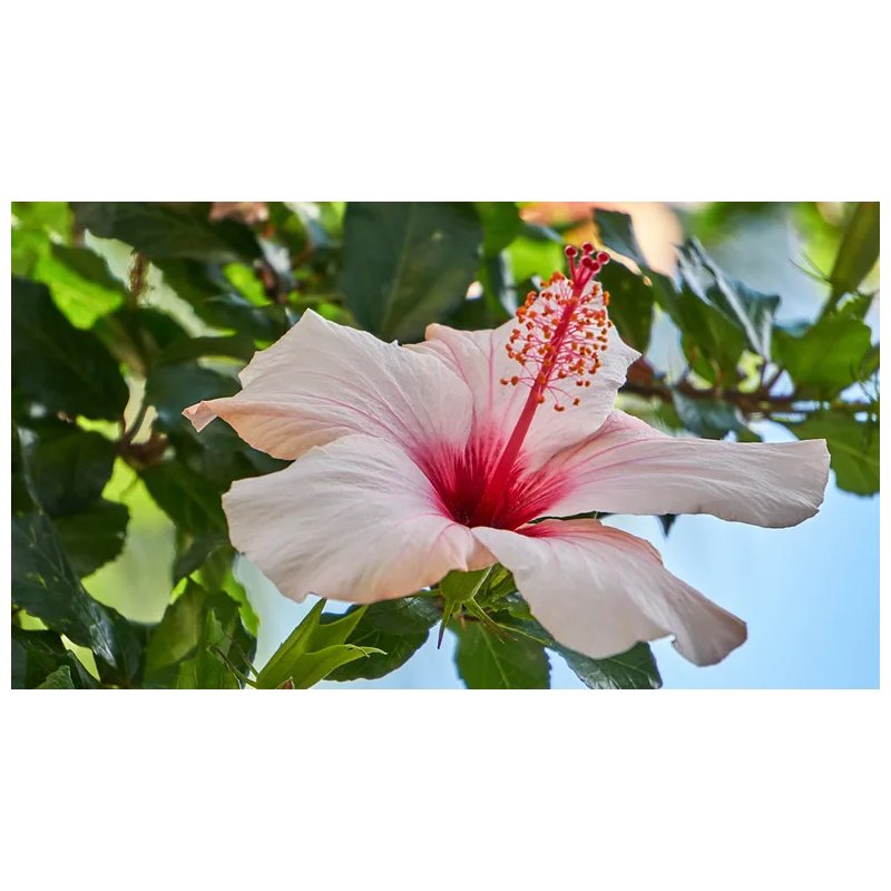 Hibiscus Dongolensis - 10 graines Hibiscus Dongolensis - 10 graines