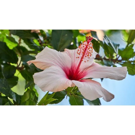 Hibiscus dongolensis, hibiscus tropical à floraison naturelle