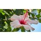 Hibiscus Dongolensis - 10 graines Hibiscus Dongolensis - 10 graines