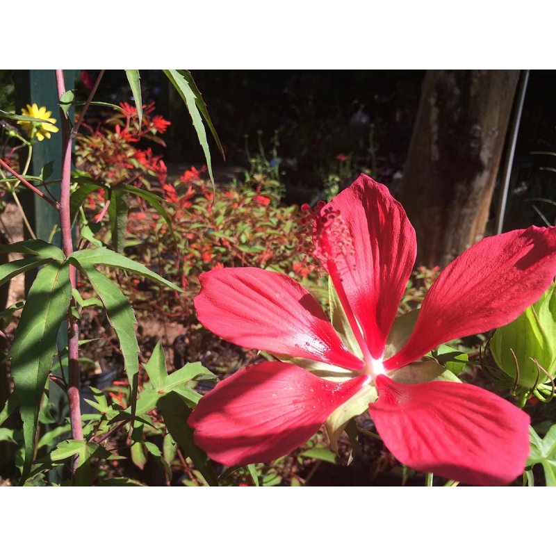 Hibiscus Pedunculatus - 10 graines