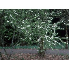 Arbuste Amelanchier alnifolia en pleine croissance dans un jardin