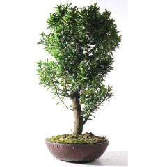 Euonymus Europeus - 10 graines