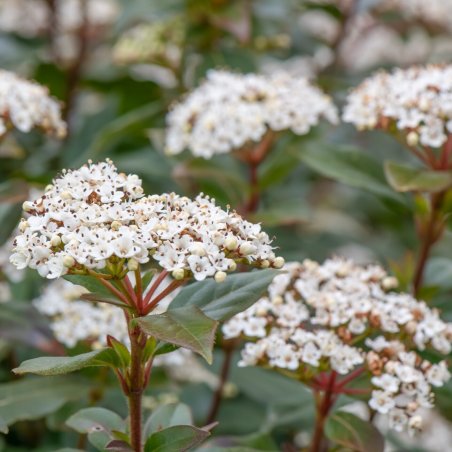 Viburnum Tinus - 10 graines