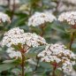 Viburnum Tinus - 10 graines