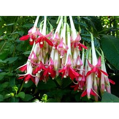 Fuschia bolivien blanc