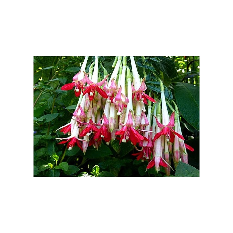 Fuschia Boliviana White - 10 graines Fuschia Boliviana White - 10 graines