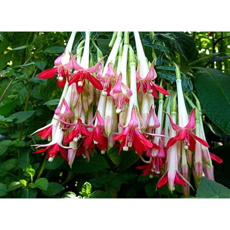 Fuschia bolivien blanc