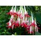 Fuschia bolivien blanc