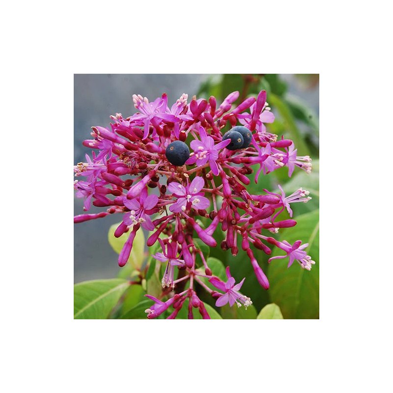 Fuschia Paniculata - 10 graines