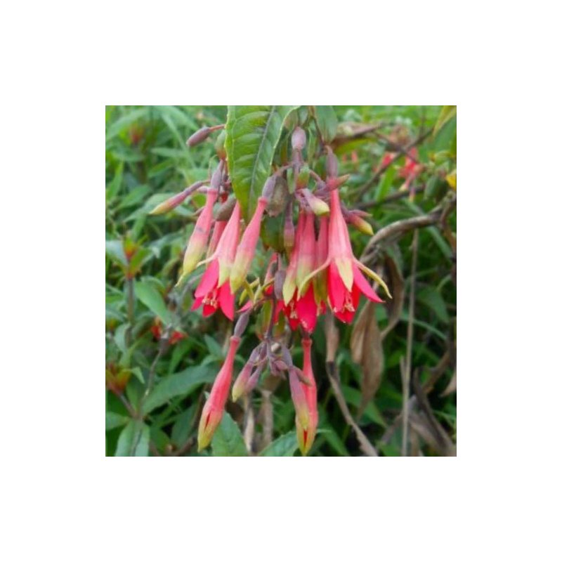Fuschia Sessilifolia - 10 graines