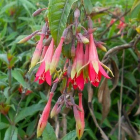 Fuchsia à feuilles sessiles - Fuschia sessilifolia