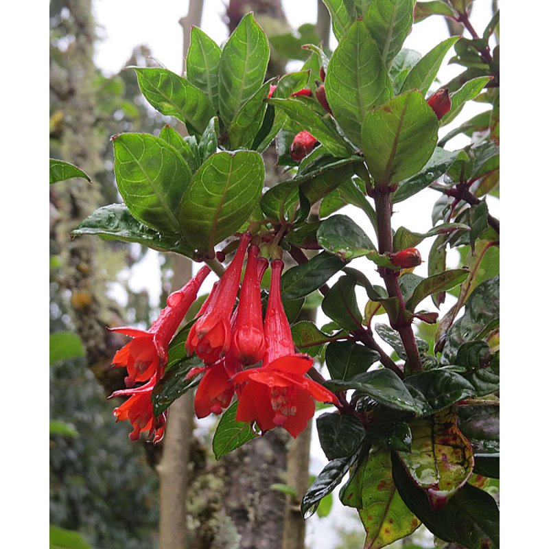 Fuschia Vulcanica - 10 graines