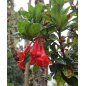 Fuschia Vulcanica - 10 graines