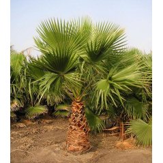 Jeune Washingtonia filibusta en pot, palmier hybride aux feuilles en éventail vertes.