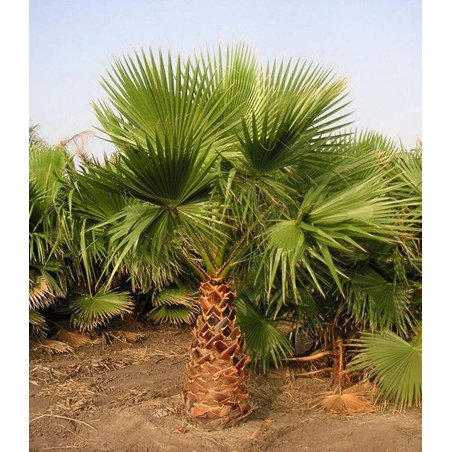 Jeune Washingtonia filibusta en pot, palmier hybride aux feuilles en éventail vertes.
