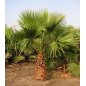 Jeune Washingtonia filibusta en pot, palmier hybride aux feuilles en éventail vertes.