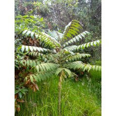 Cedrela montana arbre tropical des Andes avec feuillage dense et tronc droit.
