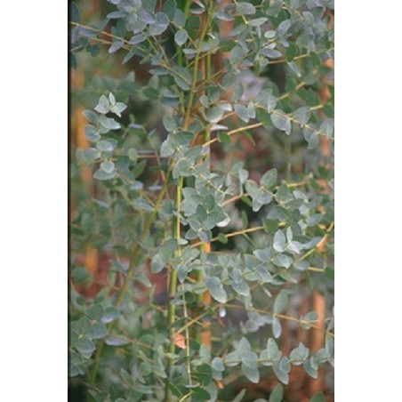 Eucalyptus Parviflora - 10 graines