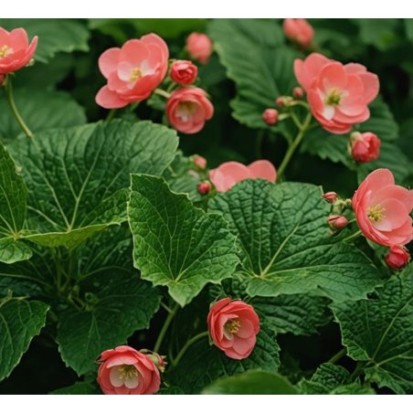 Fleurs roses de Begonia incarnata en grappes délicates.