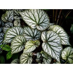 Feuille de Begonia sericoneura avec nervures argentées et texture veloutée.