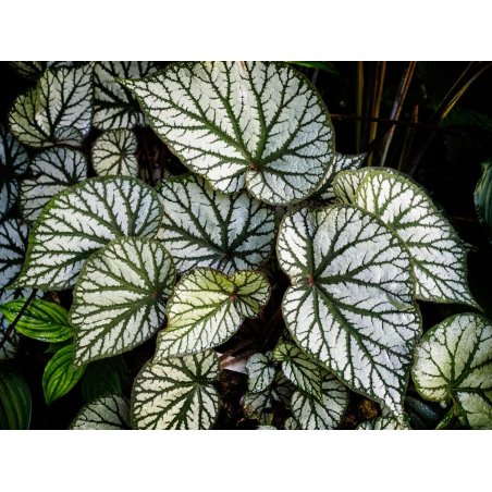 Feuille de Begonia sericoneura avec nervures argentées et texture veloutée.
