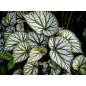 Begonia Sericoneura - 10 graines