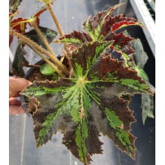 Feuilles de begonia d'heracleum