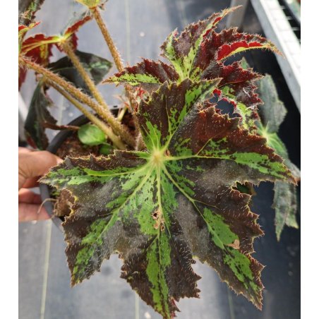 Feuilles de begonia d'heracleum