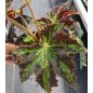 Begonia Heracleifolia - 10 graines Begonia Heracleifolia - 10 graines