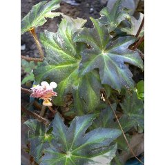 Begonia Heracleifolia - 10 graines
