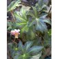 Begonia Heracleifolia - 10 graines Begonia Heracleifolia - 10 graines