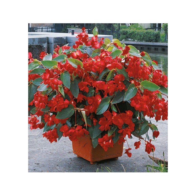 Begonia Ignea - 10 graines