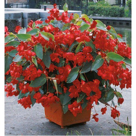 Begonia Ignea - bégonia rouge feu