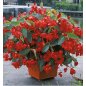 Begonia Ignea - 10 graines