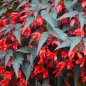 Begonia Ignea - 10 graines
