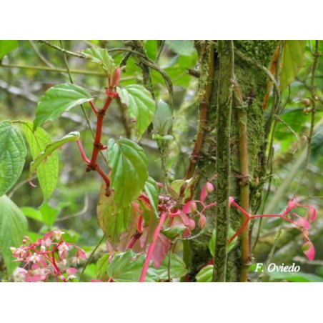 Begonia Glabra - 10 graines