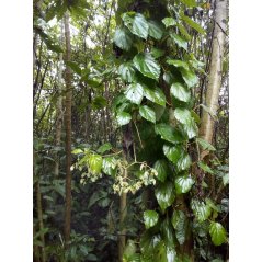 Feuillage de begonia glabre