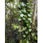 Begonia Glabra - 10 graines