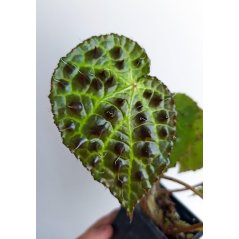 Feuille de begonia ferrugineux