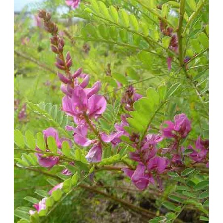 Indigofera Gerardiana - 10 graines