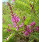 Indigofera Gerardiana - 10 graines Indigofera Gerardiana - 10 graines