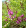 Indigofera Gerardiana - 10 graines